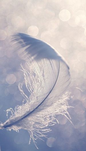 feathers images - Photos of feathers - Luscious blog.jpg